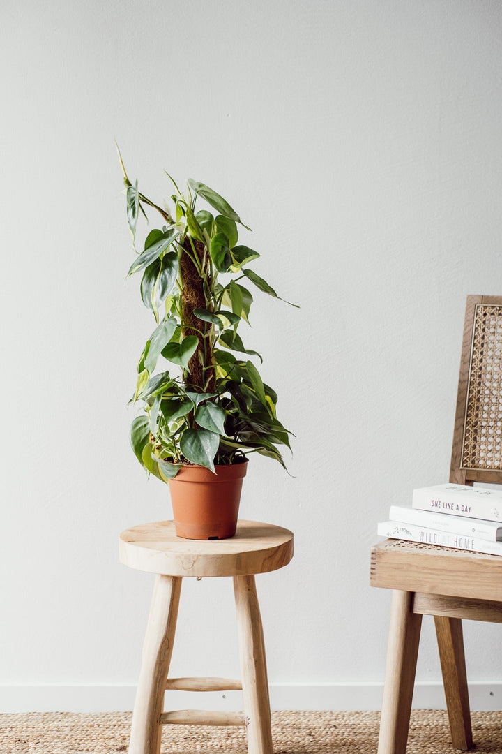 Eine Philodendron Brasil - Hängepflanze (Stab) von Viva tu Casa klettert anmutig aus ihrem Topf, der auf einem Holzhocker an einer neutralen Wand steht. In der Nähe steht ein Stuhl mit geflochtener Rückenlehne, auf dessen Sitzfläche ordentlich Bücher gestapelt sind. Der Boden ist mit einem gewebten Teppich geschmückt und bietet eine ideale Umgebung zum Entspannen und Austauschen von Pflegetipps für Gießen.