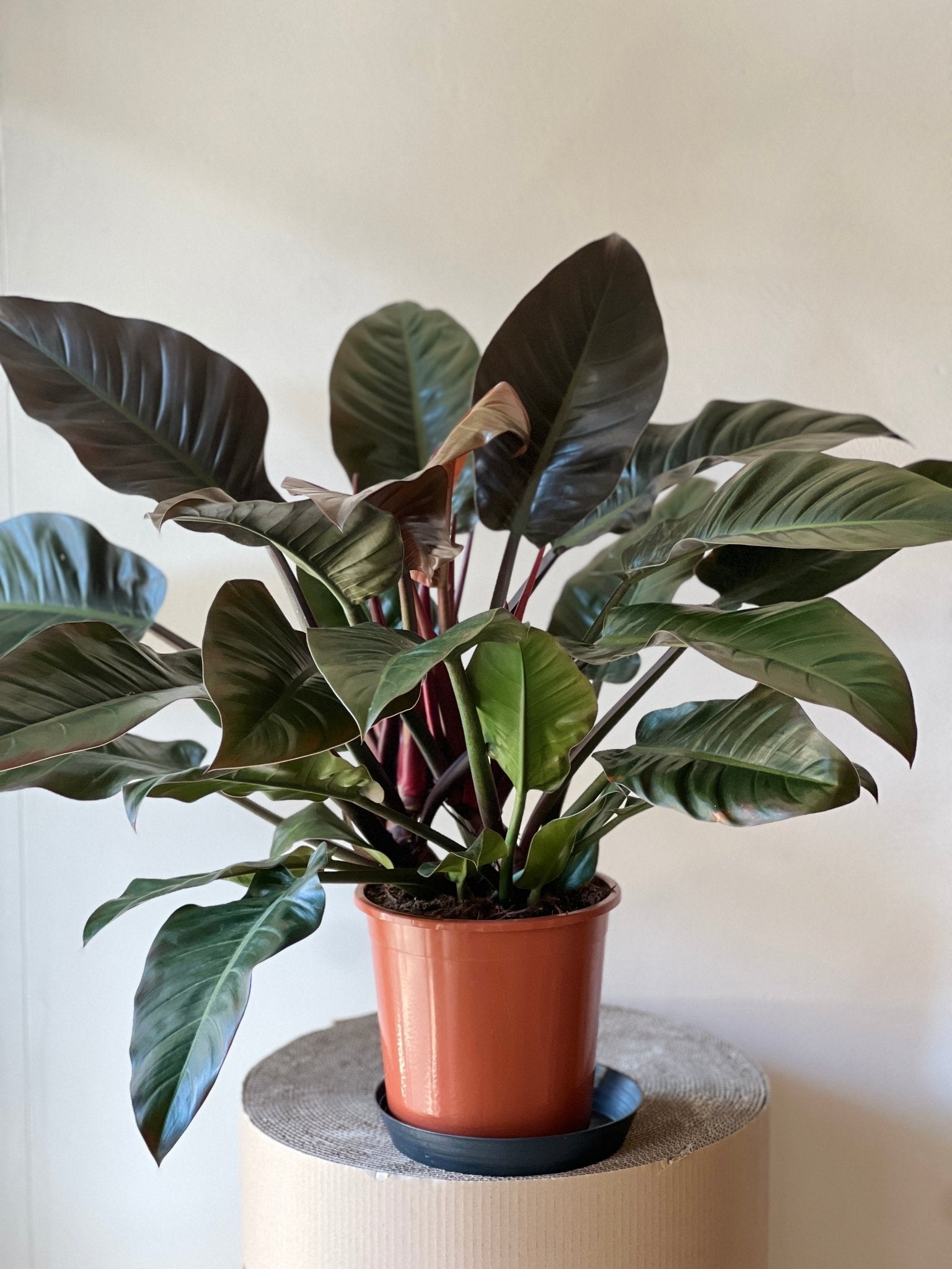 Philodendron Imperial Red XXL Pflanze