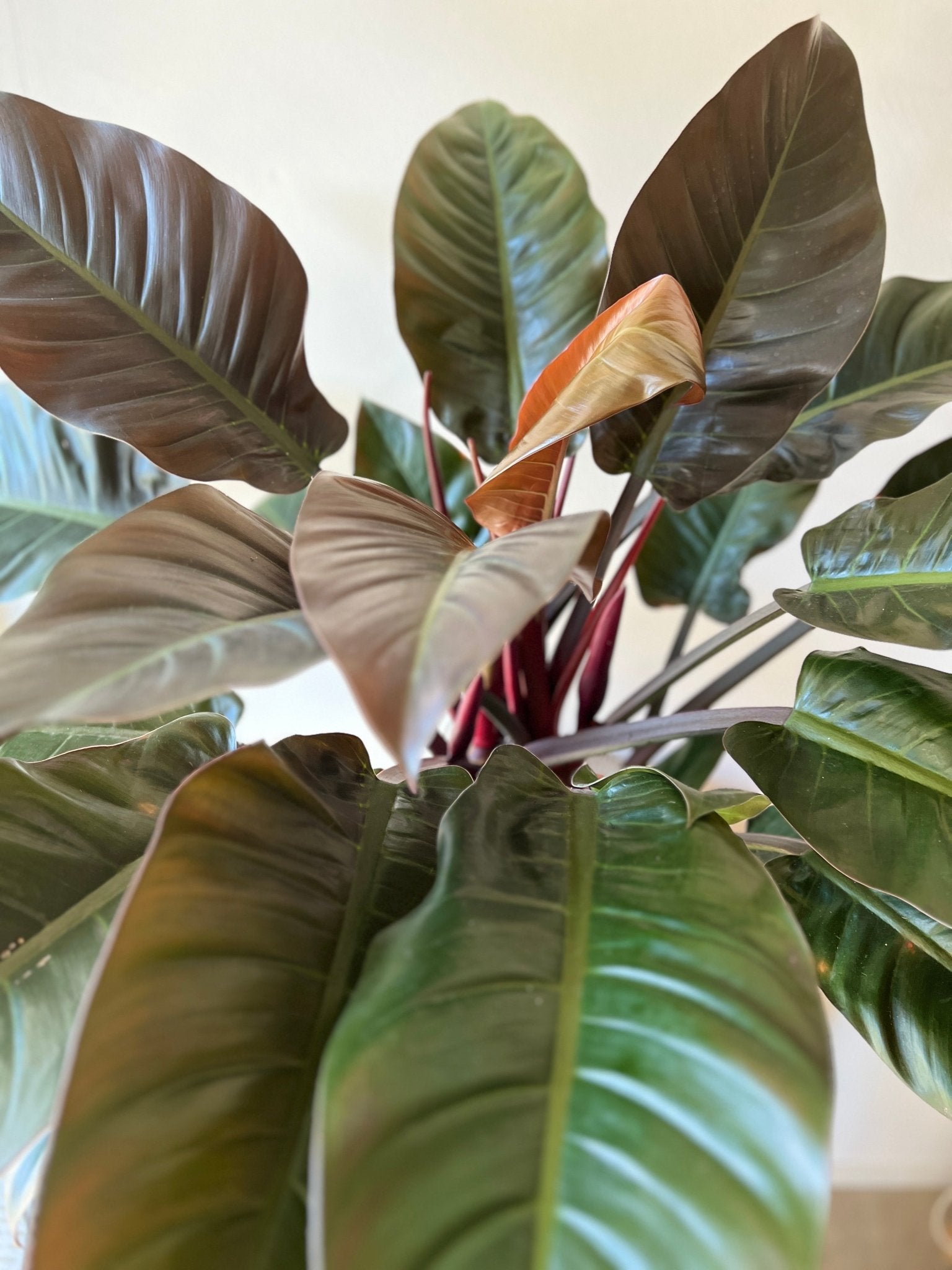 Philodendron Imperial Red XXL Pflanze