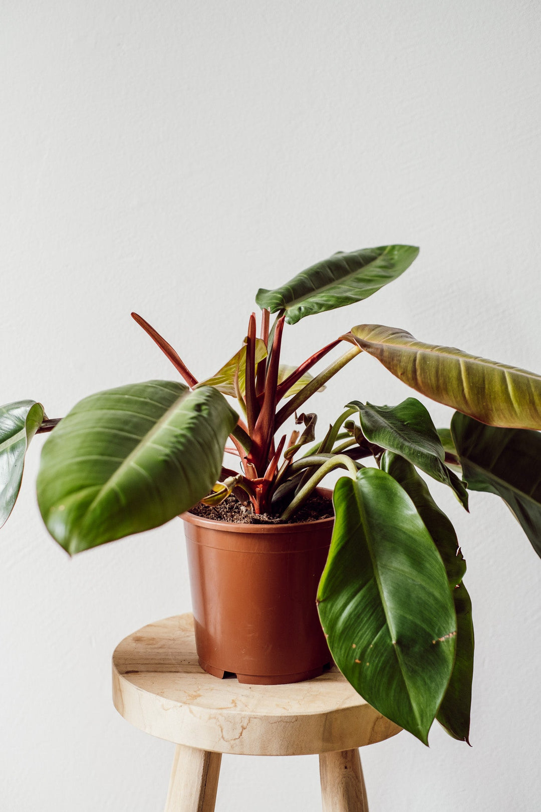 Eine Philodendron Cherry Red - M Pflanze von Viva tu Casa mit breiten, tiefgrünen Blättern und rötlichen Stielen steht auf einem Holzhocker vor einem schlichten weißen Hintergrund. Diese üppige und gesunde Pflanze gedeiht bei indirektem Licht und streckt ihre Blätter aus gleichmäßig feuchter Erde aus.