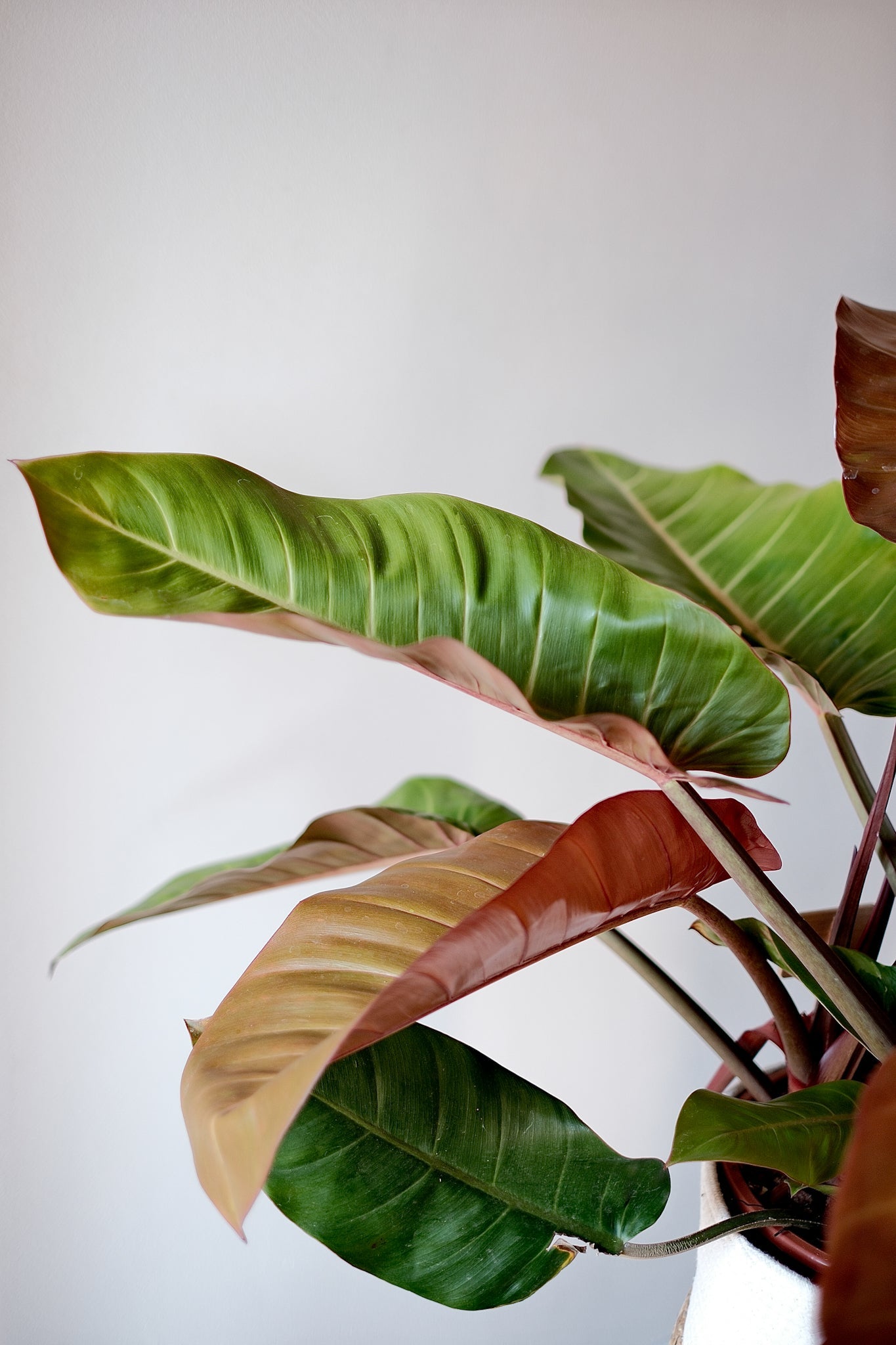 Philodendron Prince of Orange XL Pflanze