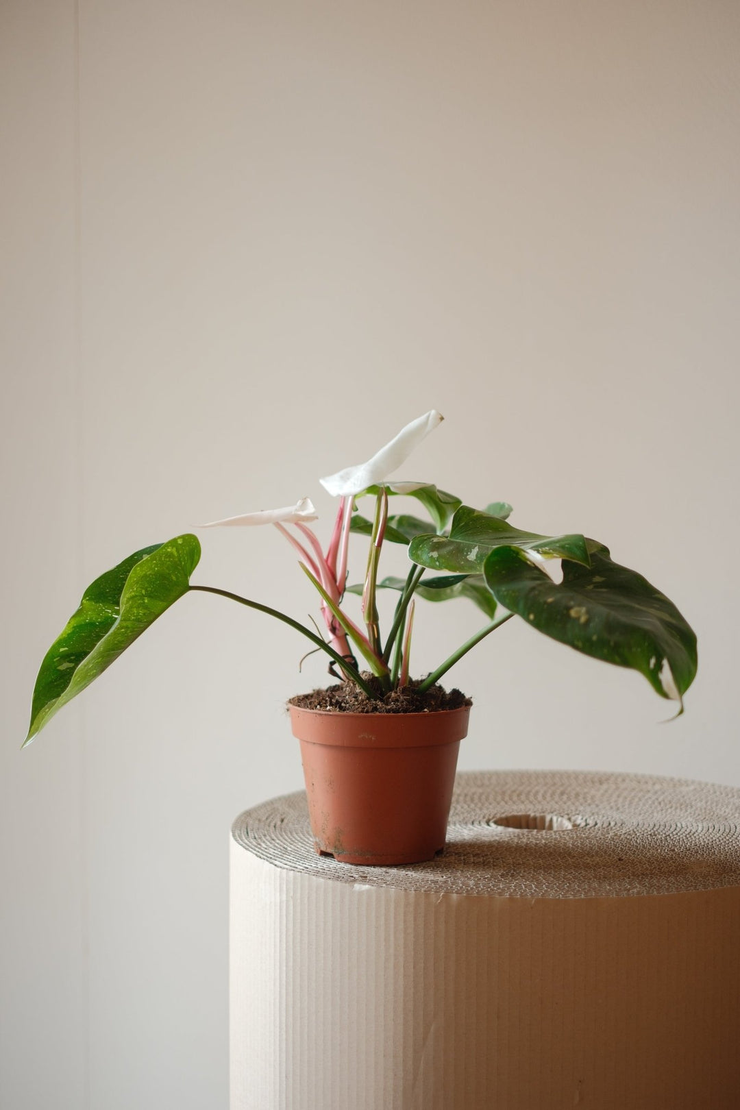 Der Philodendron White Princess - Seltene Zimmerpflanze von Viva tu Casa ist eine atemberaubende Zimmerpflanze mit breiten grünen Blättern, akzentuiert durch zwei weiße Blüten und rosa Stiele. Sie wird anmutig auf einer großen, strukturierten Papprolle vor einem schlichten Hintergrund präsentiert und fängt die Essenz der Pflanzpflege ein.