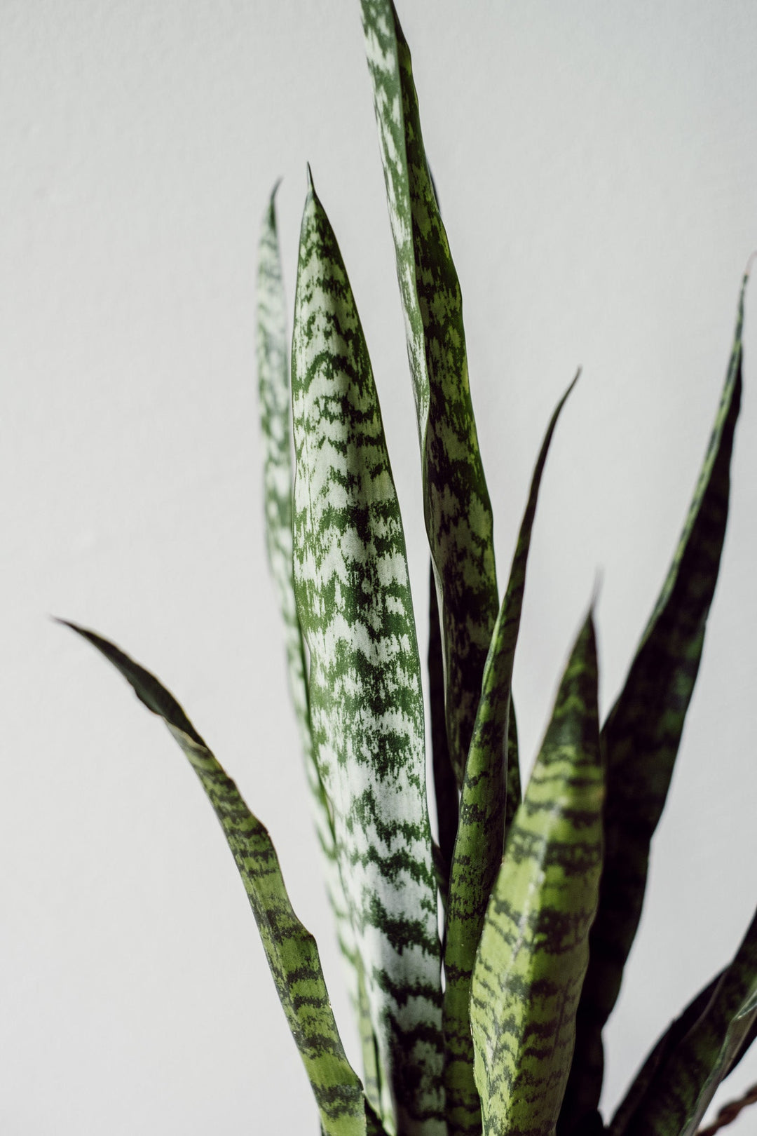 Sanseveria "zeylanica"