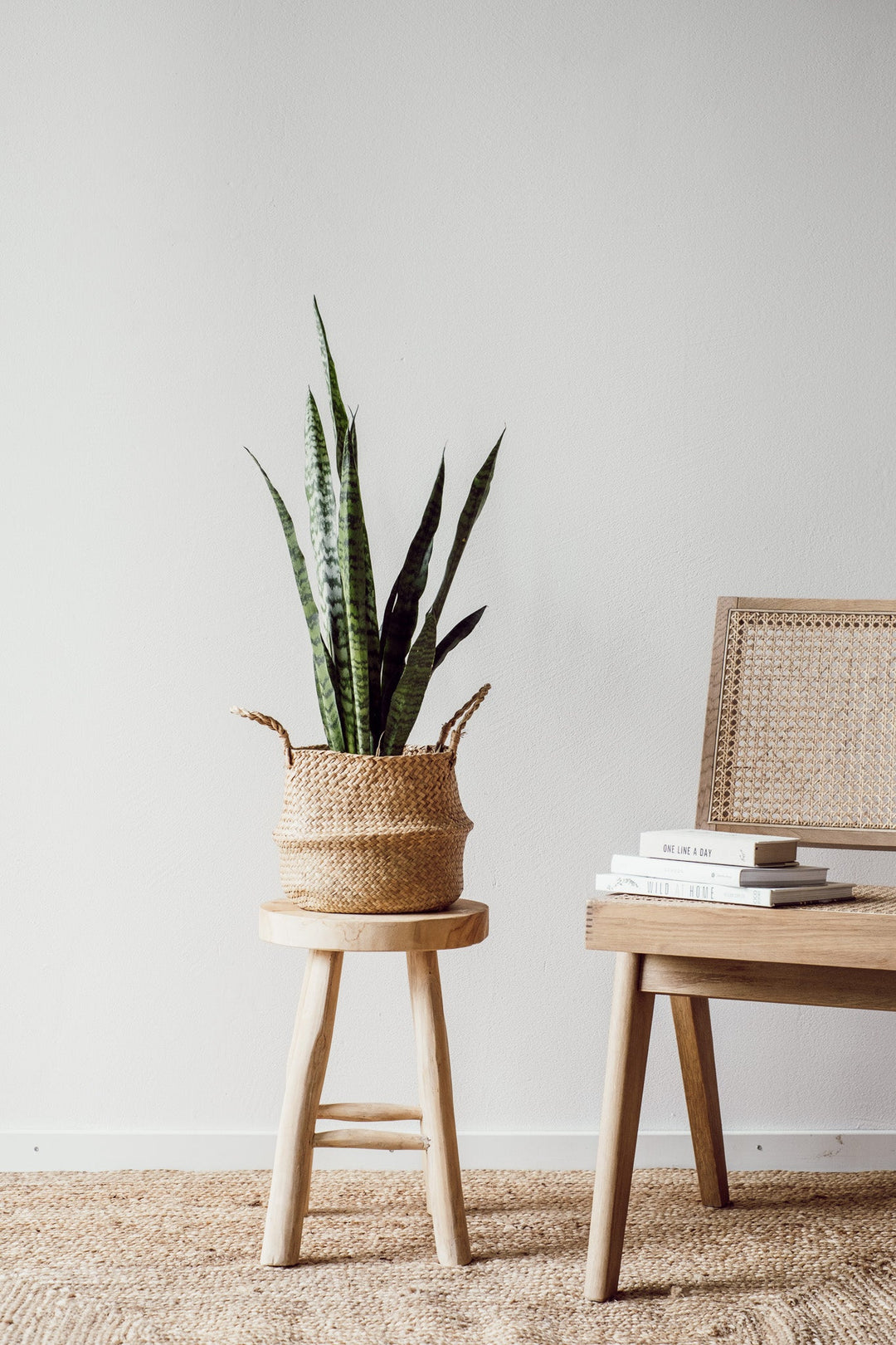 Eine Sansevieria Zeylanica von Viva tu Casa, die als pflegeleichte Pflanze gilt, steht in einem geflochtenen Korb auf einem Holzhocker neben einem Stuhl mit geflochtener Rückenlehne. Ein Stapel Bücher liegt auf dem Stuhl vor einer schlichten weißen Wand und unterstreicht den idealen Standort, während eine strukturierte hellbraune Matte auf dem Boden zur gemütlichen Atmosphäre beiträgt.