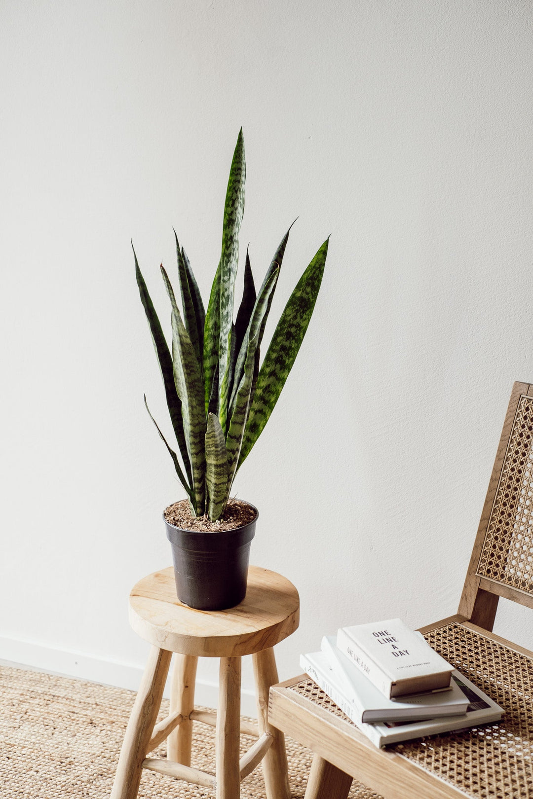 Sanseveria "zeylanica"