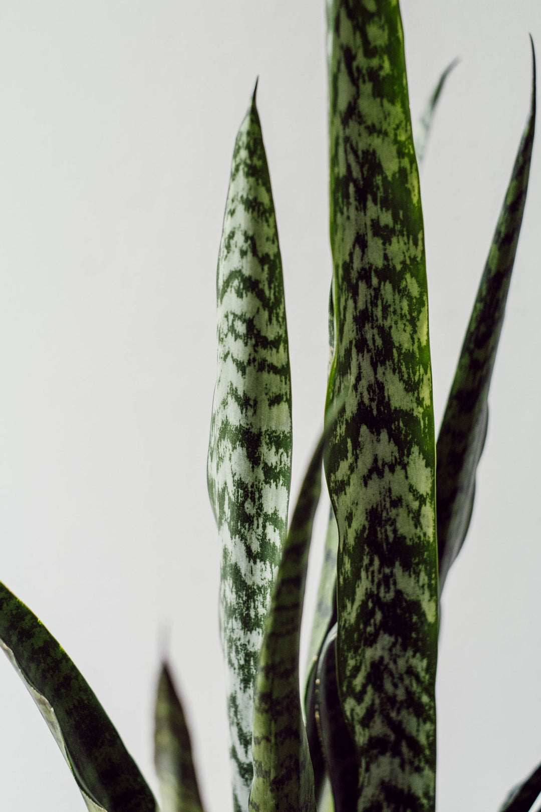 Sanseveria "zeylanica"