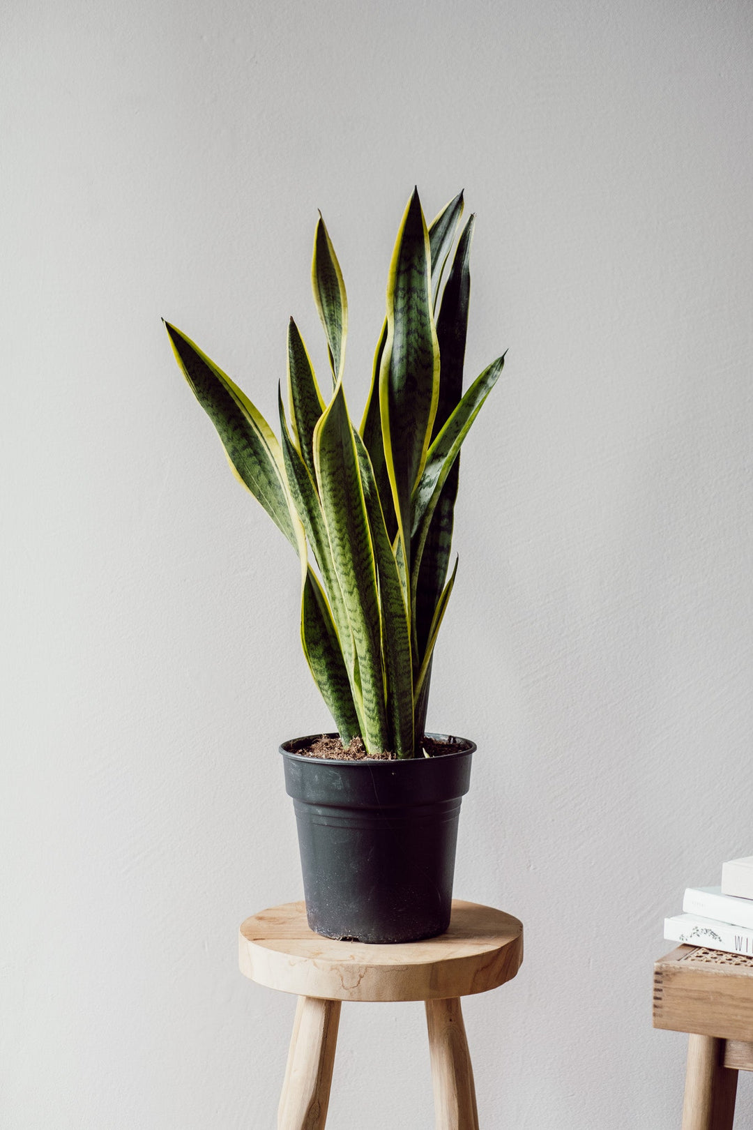 Sansevieria "laurentii"