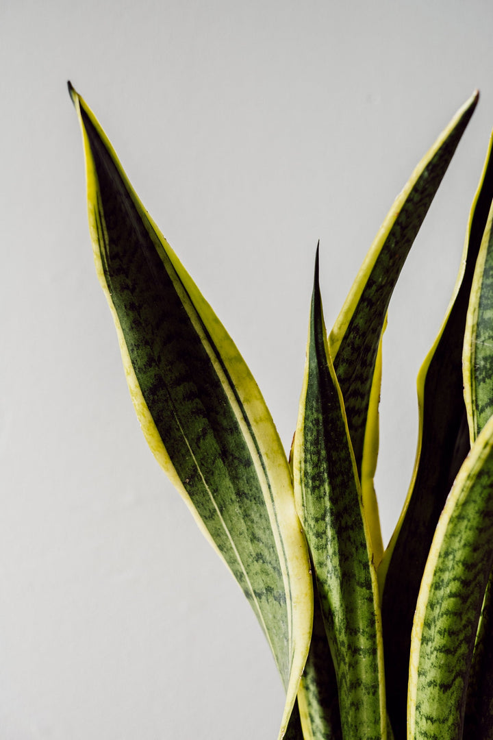 Sansevieria "laurentii"