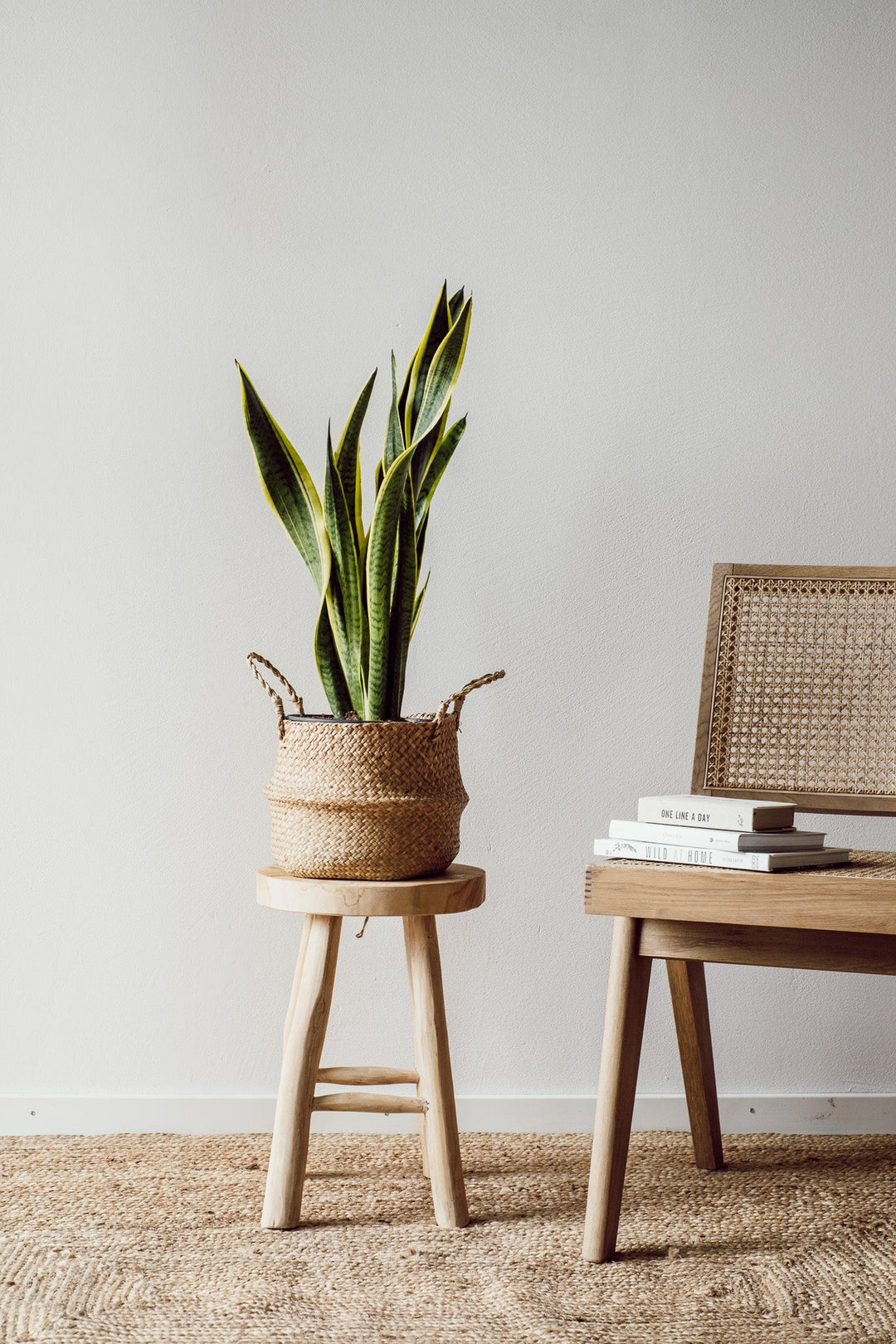 Eine Sansevieria Laurenti - Stiefmutterzunge von Viva Tu Casa in einem geflochtenen Korb steht auf einem Holzhocker neben einem Rattanstuhl. Die minimalistische Szene ist vor einer weißen Wand platziert, mit einem gewebten Teppich auf dem Boden und einem kleinen Stapel Bücher auf dem Stuhl, alles in sanftes, indirektes Licht getaucht.