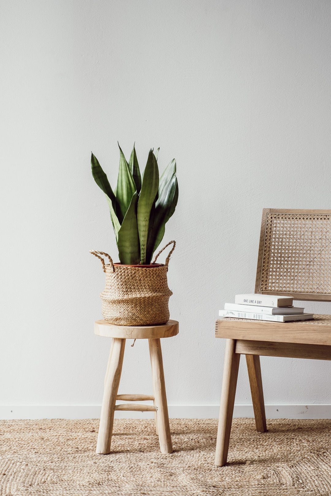 Eine Sansevieria Moonshine - Pflegeleichte Zimmerpflanze von Viva tu Casa ruht in einem geflochtenen Korb auf einem Holzhocker neben einem Rattanstuhl mit gestapelten Büchern. Die minimalistische Umgebung besteht aus einer Wand in neutralen Tönen und einem Juteteppich, ideal für alle, die nach schlichter Eleganz und subtilen Einrichtungstipps suchen.