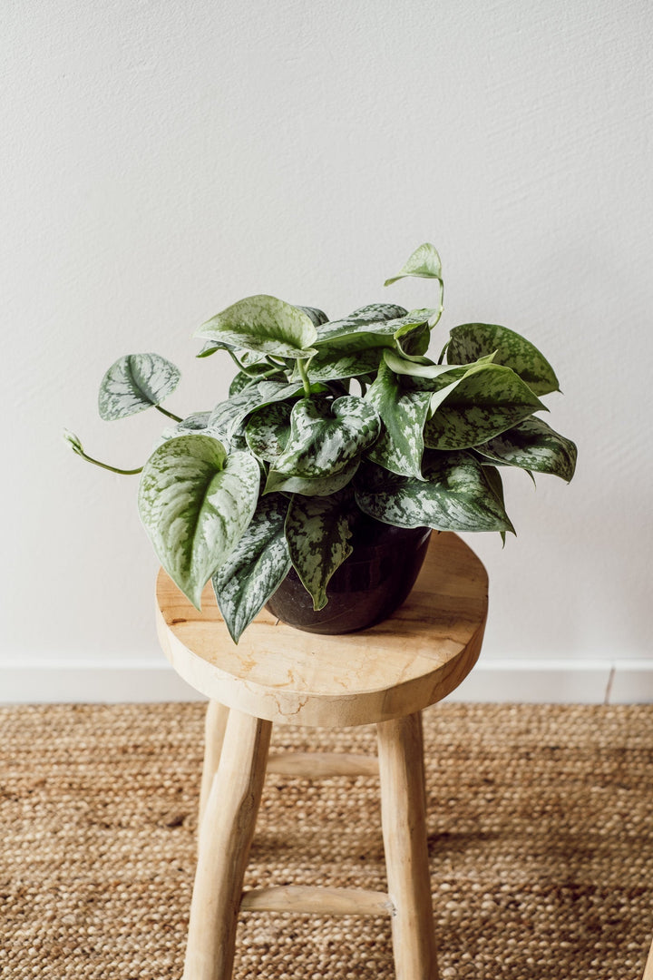 Eine Scindapsus Trebbie - Hängepflanze von Viva tu Casa mit bunten Blättern in einem grünen Topfarrangement steht auf einem Holzhocker vor einer weißen Wand. Ein gewebter Teppich bedeckt den Boden und bietet eine gemütliche Umgebung zum Gießen und Verabreichen von Pflegetipps für das kräftige Wachstum der Pflanze.