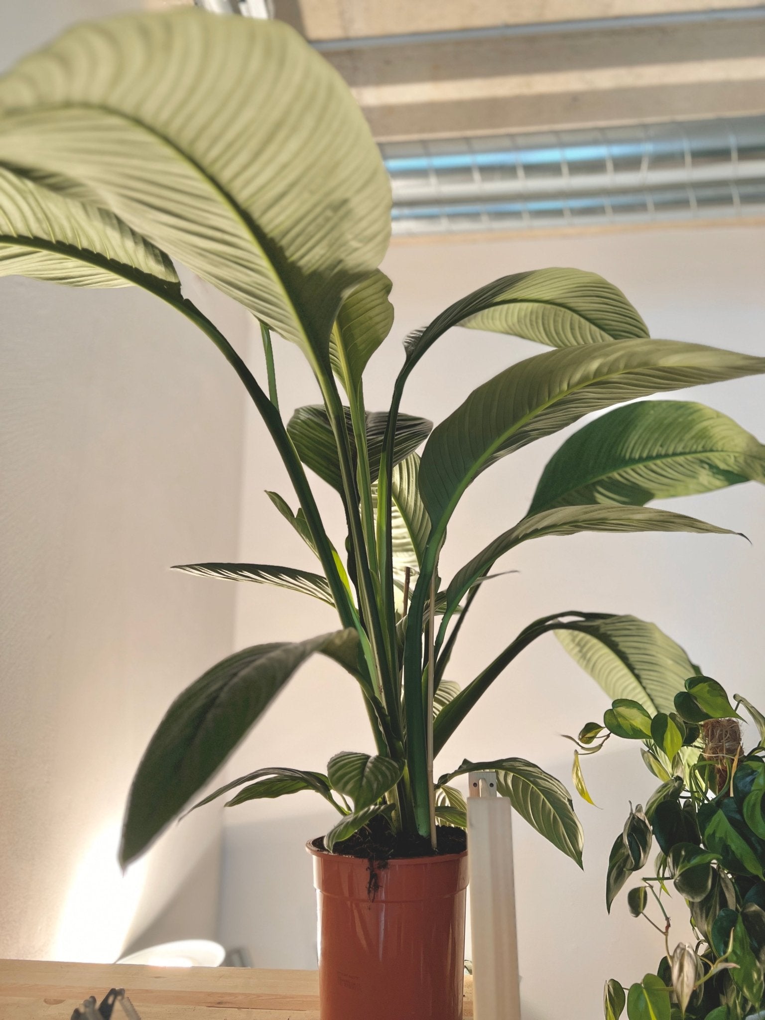 Spathiphyllum "Sensation" (XL) 120cm